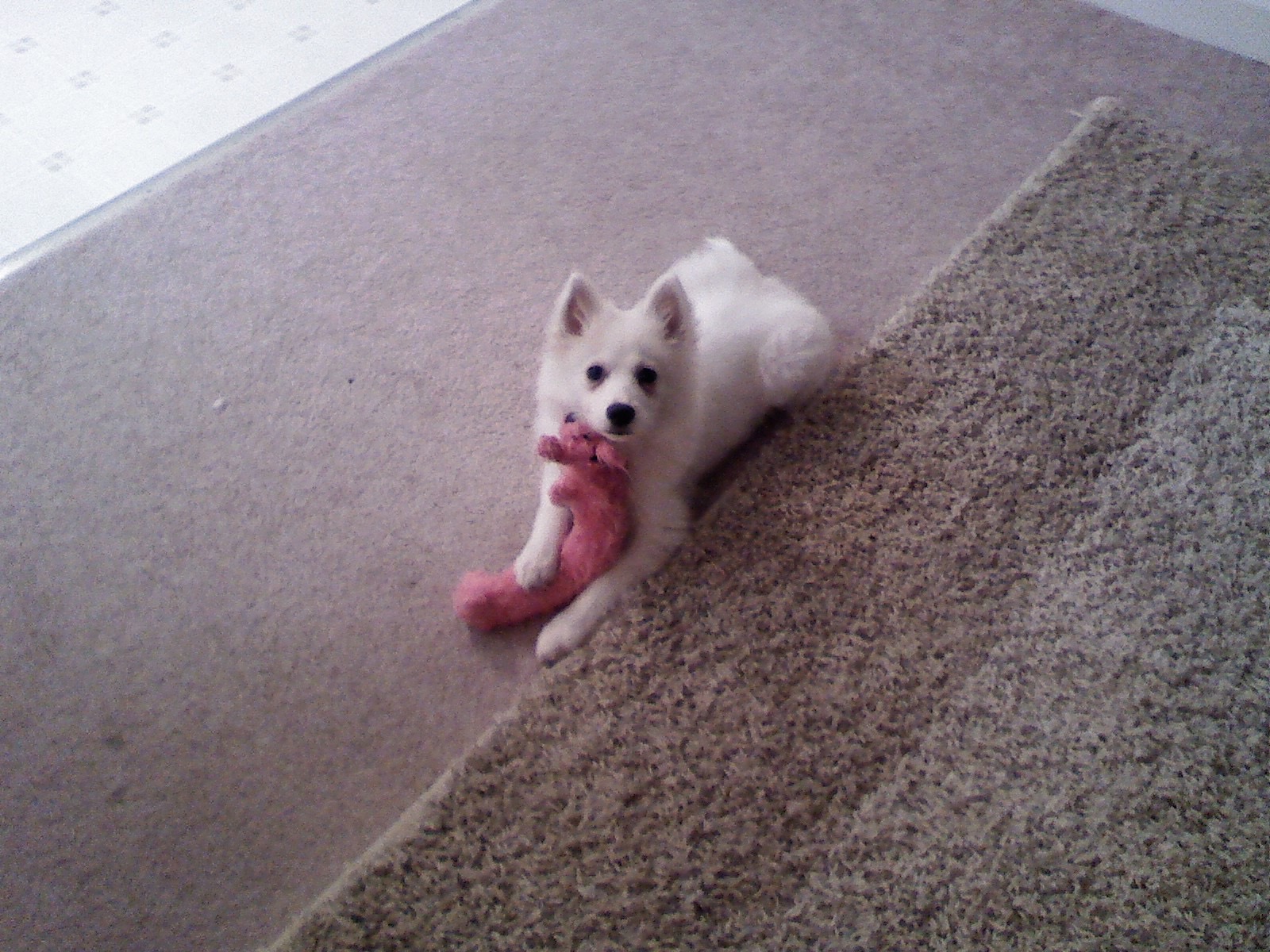 Brecken ready for a walk