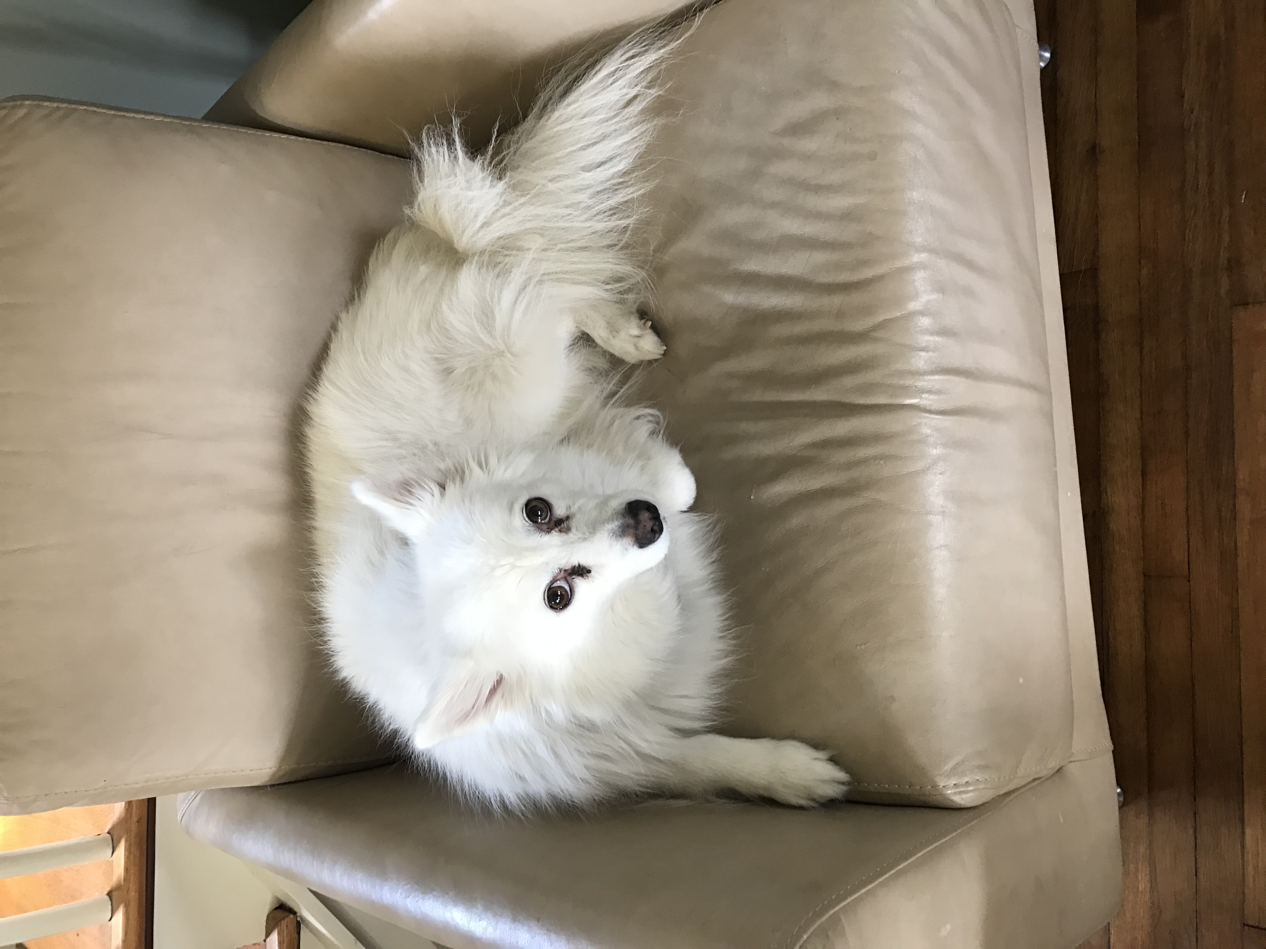 Brecken happy after a walk