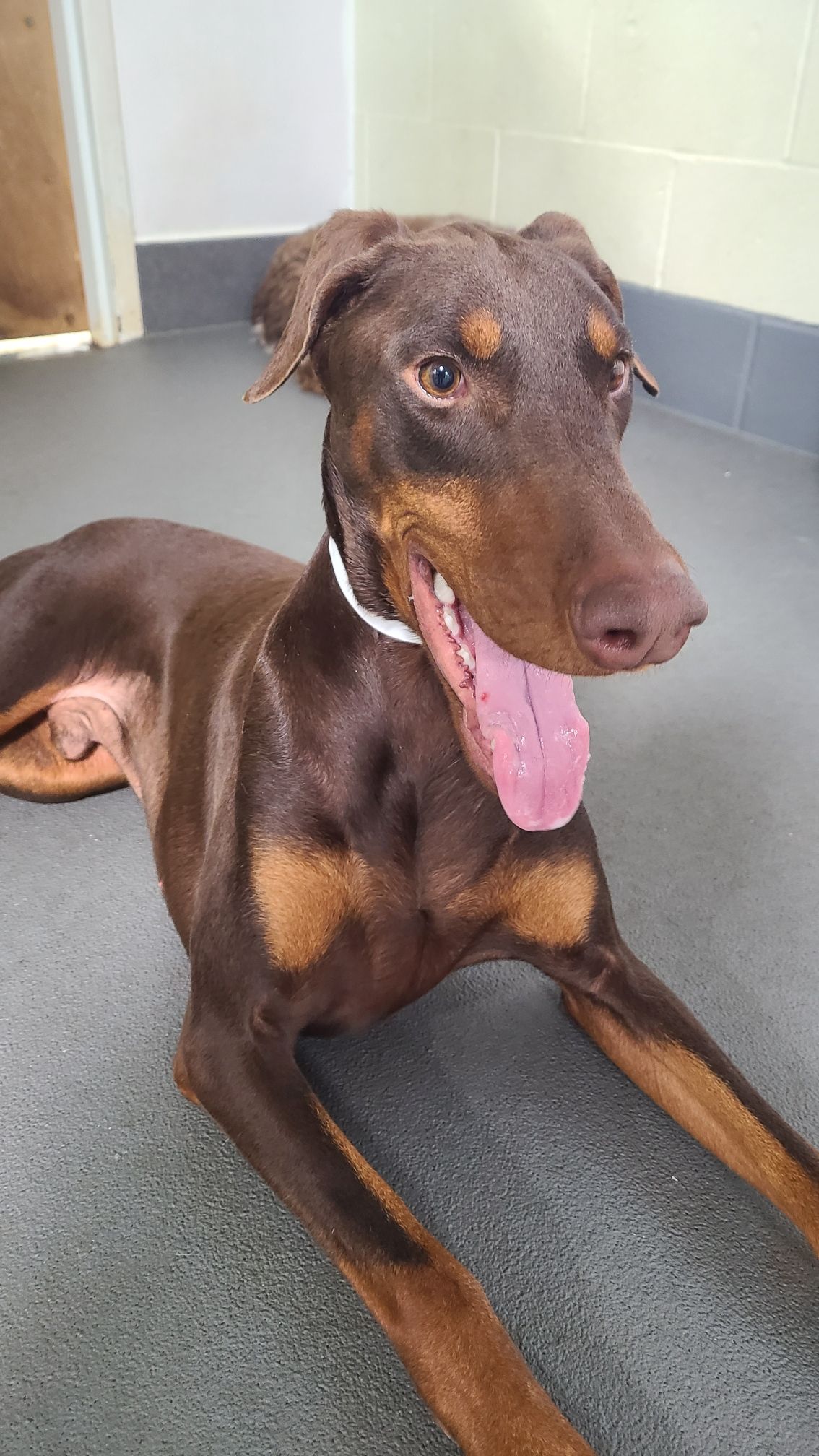 Chance enjoying a walk in Windsor Estates