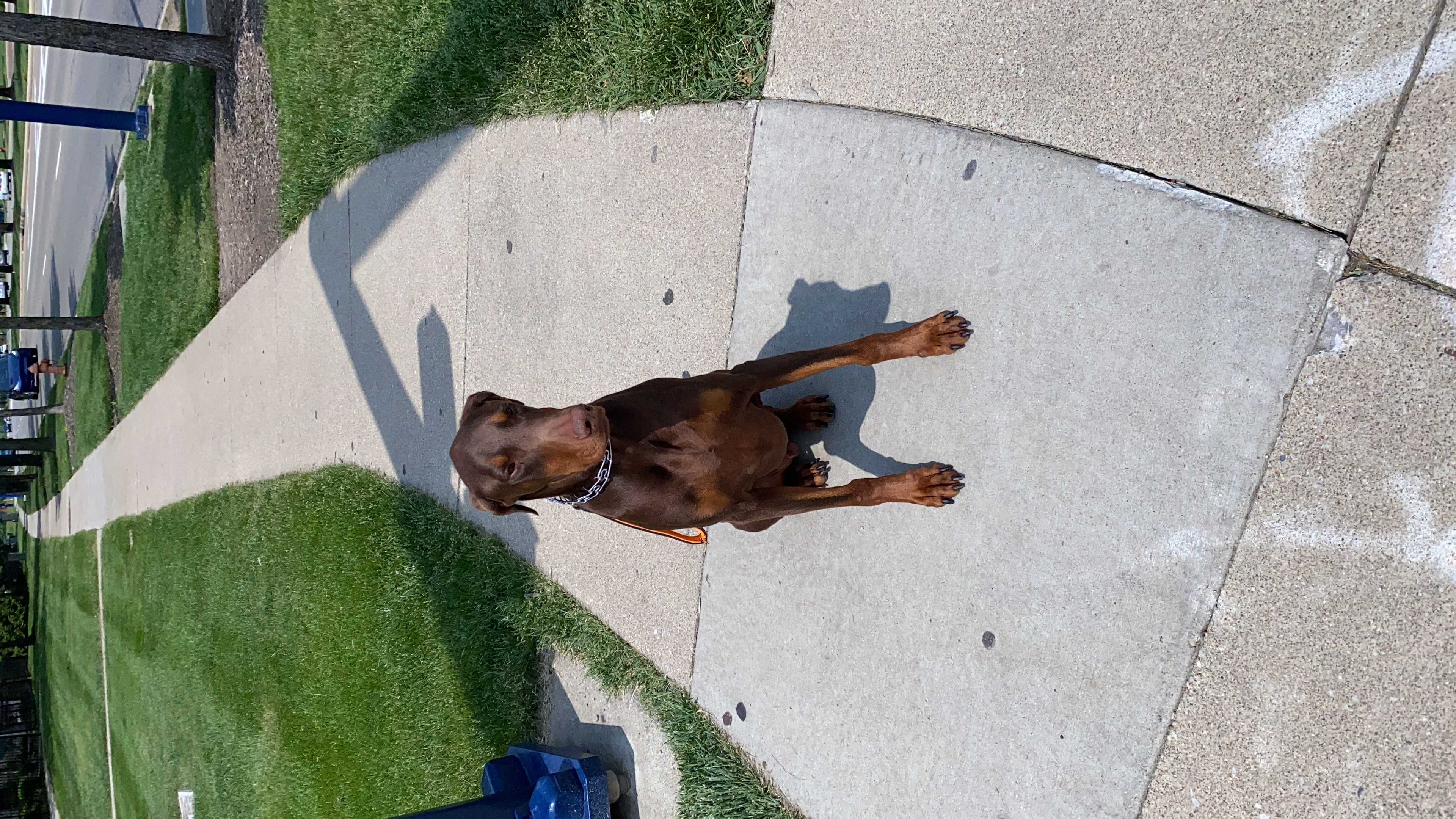 Chance out on a Windsor Estates neighborhood walk