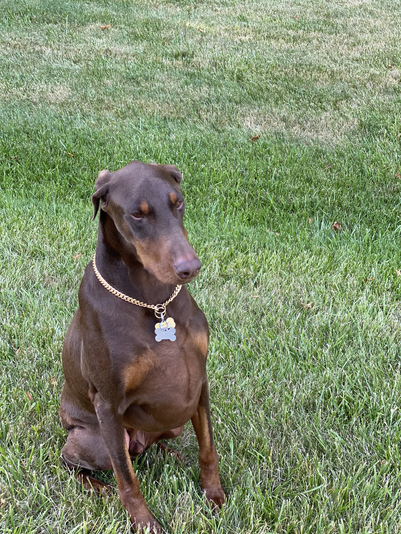 Chance exploring Windsor Estates