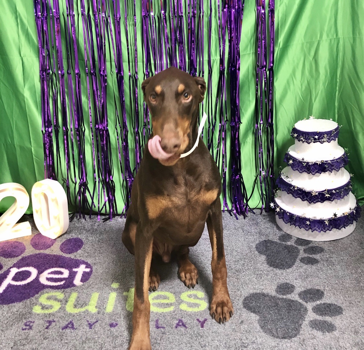 Walkie Doggie & Company founder and owner